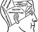 Promotional booklet produced by a phrenologist.