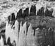 Photograph of the remains of two water barrel casks sunk in the sand at Sorrento.