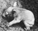 Photograph of an adult wombat looking over a wombat joey.