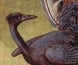 Painting of a lyre bird, reproduced as a postcard.