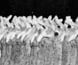 Photograph of two men standing beside rabbit carcasses hanging on a fence, taken during a rabbit plague.