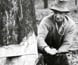 Photograph of two men sawing down a tree in the High Country.