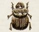 Wildlife drawings by diarist Edward Snell. Wildlife drawings by diarist Edward Snell.